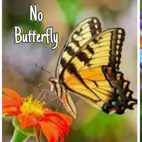 No Butterfly | Boomplay Music