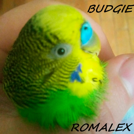 Budgie | Boomplay Music