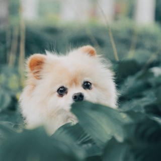 Pomeranian