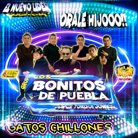 GATOS CHILLONES | Boomplay Music