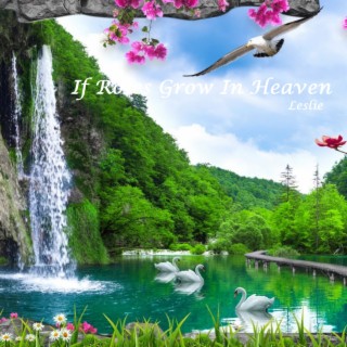 If Roses Grow In Heaven (Studio Version) lyrics | Boomplay Music