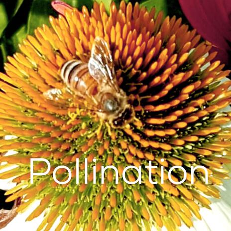 Pollination