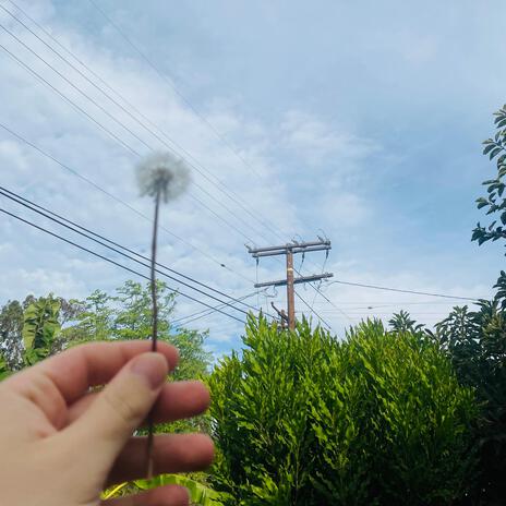 dandelion | Boomplay Music