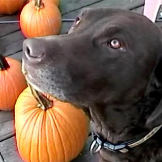 Lenny's pumpkins song / walking around the pumpkins