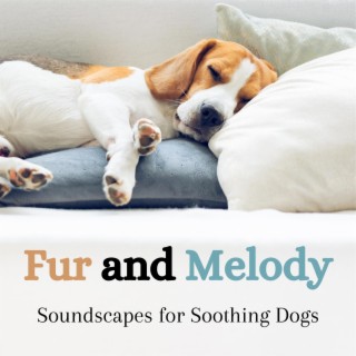 Fur and Melody: Soundscapes for Soothing Dogs