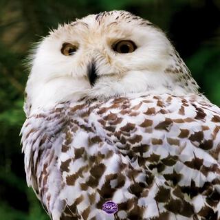 White Owl