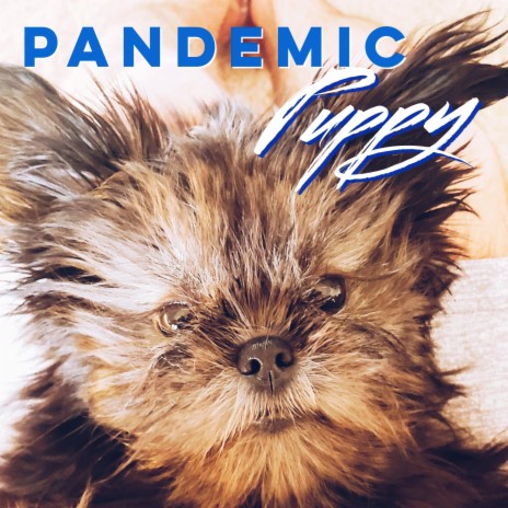 Pandemic Puppy | Boomplay Music