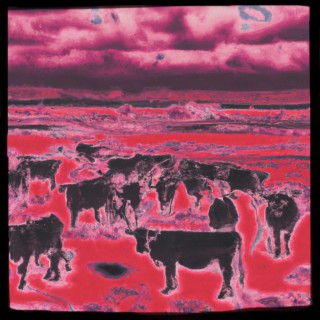 A Field of Cows & Catatonia