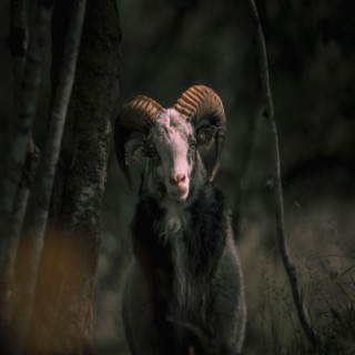 3 Headed Goat (Radio Edit)