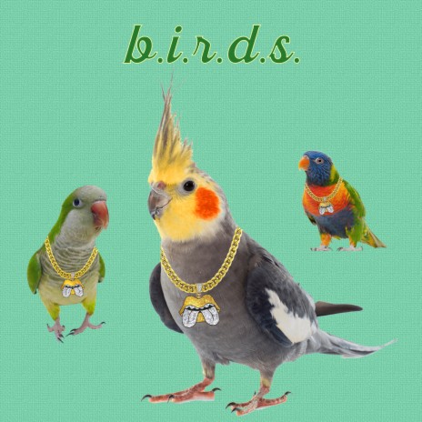 birds | Boomplay Music