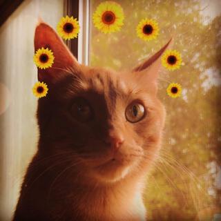 Sunflower Crown