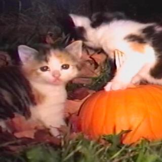 Their first Halloween