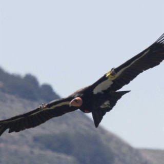 Condor