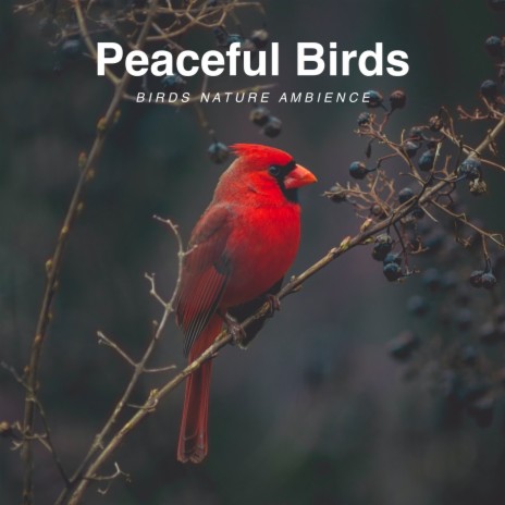 Birds Nature Ambience | Boomplay Music