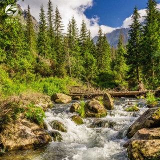 Piano Harmony in Whispering Wilderness