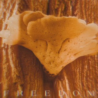 Freedom lyrics | Boomplay Music