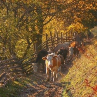 Fazenda Feliz