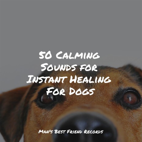 Stress Free Sounds - Dog Music Club MP3 download | Stress Free Sounds - Dog  Music Club Lyrics | Boomplay Music