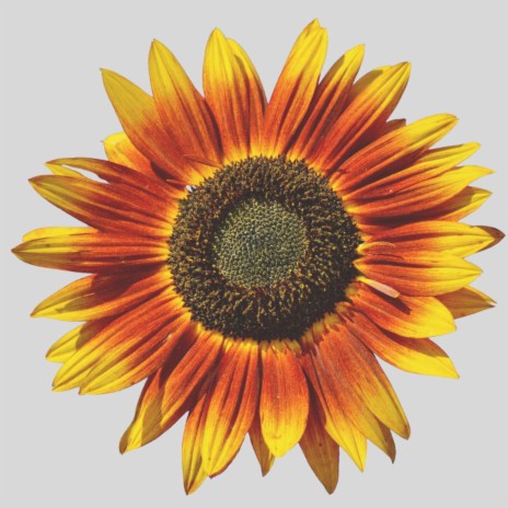 Sunflowers | Boomplay Music