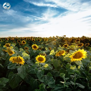 Piano Whispers Along Sunflower Fields