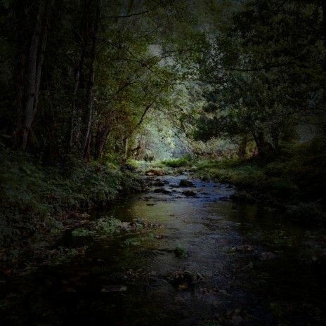 Forest Creek for Sleeping | Boomplay Music