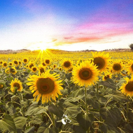 Sunflower Love | Boomplay Music