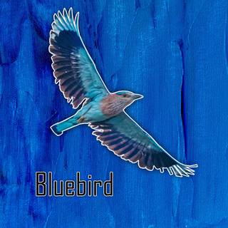 Blue Bird