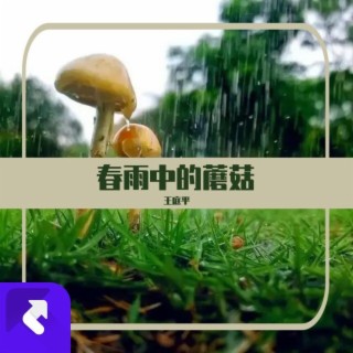 春雨中的蘑菇