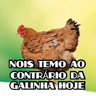 NOIS TEMO AO CONTRÁRIO DA GALINHA HOJE