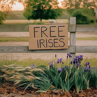 free irises