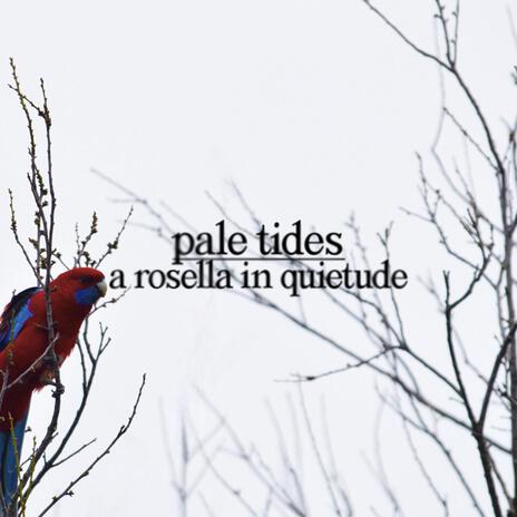 a rosella in quietude | Boomplay Music