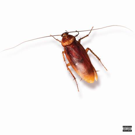 Cockroach | Boomplay Music