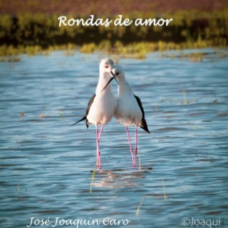 Rondas de amor