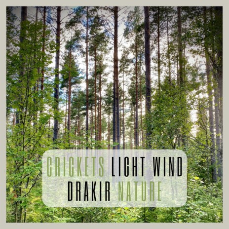 Crickets Light Wind | Boomplay Music