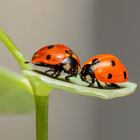 The Wriggly Bug Song / I Love Bugs | Boomplay Music