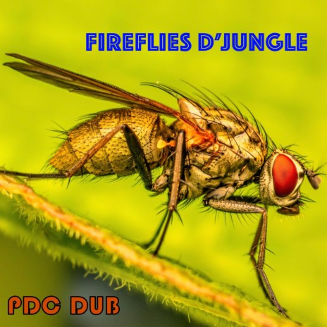 Fireflies d'Jungle | Boomplay Music