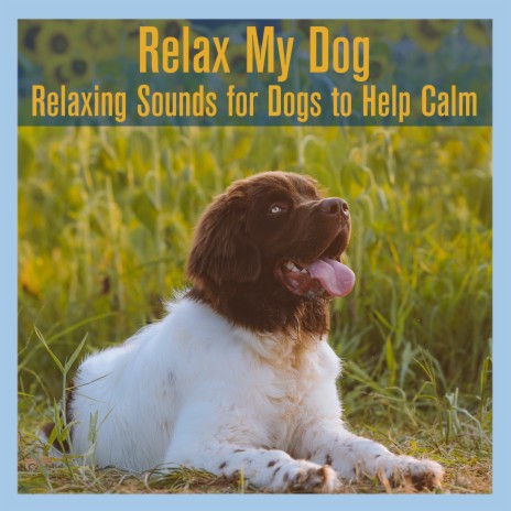 Music for Pets ft. Dog Music Therapy & Relaxing Dog Music | Boomplay Music