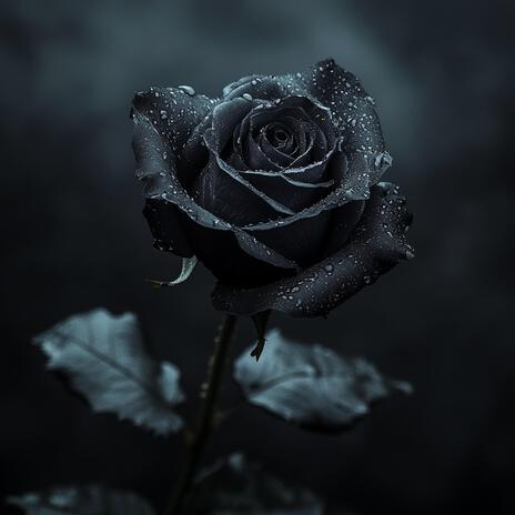 Black Rose | Boomplay Music