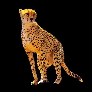 Cheetah