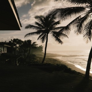 Under The Palms