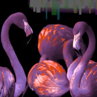 Flamingos