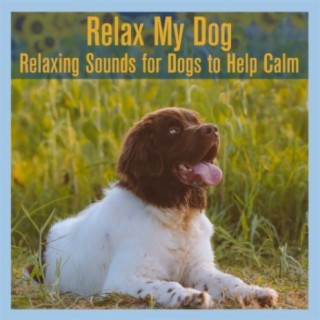 Relax My Dog: Relaxing Sounds for Dogs to Help Calm