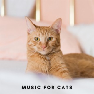 The Best Music For Cats