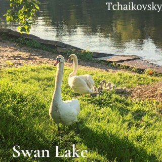 Swan Lake: Violin Solos