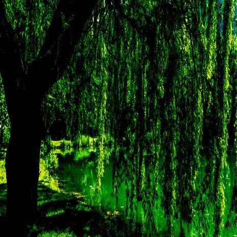 X: A Forest Of Willows For Ghosts