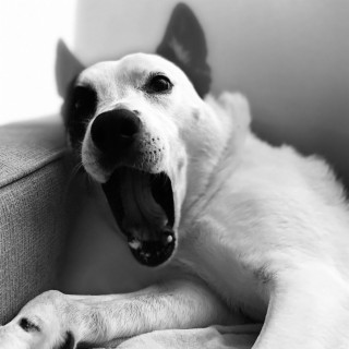 Black and White Dog