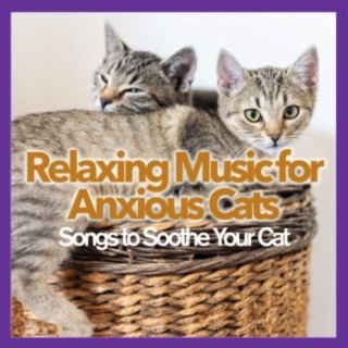 Relaxing Music for Anxious Cats: Songs to Soothe Your Cat