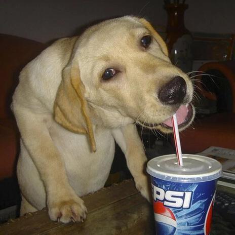 pepsi dog