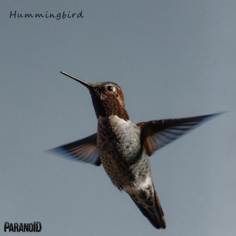 Hummingbird | Boomplay Music