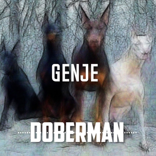 Doberman